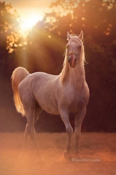 動物 Painting - 夕日の中の馬